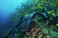 cocos island nikonD200 sealux housing cocos island nikonD200 sealux housing