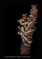 Xenon Crab Xenon Crab