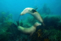 Best Friends At Play. A pair of California sea lions chase one another at Anacapa Island in the Channel Islands National Park. Shot with Canon Rebel t4i and 10 22mm in Ikelite Housing using dual DS51 strobes. Best Friends At Play. A pair of California sea lions chase one another at Anacapa Island in the Channel Islands National Park. Shot with Canon Rebel t4i and 10 22mm in Ikelite Housing using dual DS51 strobes.