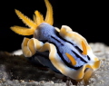Chromodoris Anna Chromodoris Anna