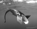 Manta up close Manta up close