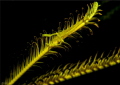 Yellow schrimp in a crinoide Yellow schrimp in a crinoide