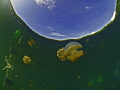Reflections in Jellyfish lake in Palau Reflections in Jellyfish lake in Palau