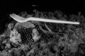 New species of sea urchin fork New species of sea urchin fork