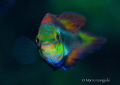 S. ocellatus S. ocellatus