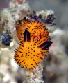 Nikon D800E 105 macro twin strobo
Lembeh strait Nikon D800E 105 macro twin strobo
Lembeh strait