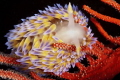 Gas flame nudibranch in its favourite habitat of a Palmate sea fan Gas flame nudibranch in its favourite habitat of a Palmate sea fan