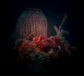 sponcescorpionfish sponcescorpionfish