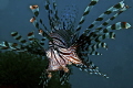 Lionfish. Lionfish.