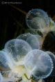 Melibe leonina feeding. Melibe leonina feeding.