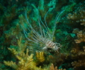 juvenile lion fish juvenile lion fish
