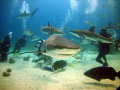 Shark Dive Shark Dive