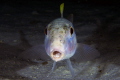 Goatfish in the dark Goatfish in the dark