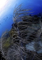 St. Lucia St. Lucia