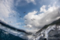 Birds waves Birds waves