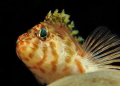 a provoking look from behind a coral a provoking look from behind a coral