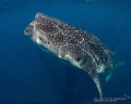 Curves
Whaleshark positioning itself for vertical feeding behavior botella Curves
Whaleshark positioning itself for vertical feeding behavior botella