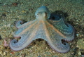 Octopus Octopus