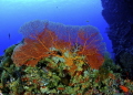Gorgonian. Nikon D70 10.5mm 2 strobes Inon. Gorgonian. Nikon D70 10.5mm 2 strobes Inon.