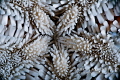 MED SEA STAR PATTERN MED SEA STAR PATTERN