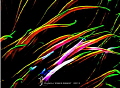 anemones go abstract anemones go abstract