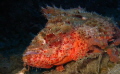 Scorpion fish Scorpion fish