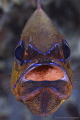 Cardinal fish with red eggs no crop Cardinal fish with red eggs no crop
