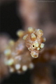 Pregnant Pygmy Seahorses
crop 10 Pregnant Pygmy Seahorses
crop 10