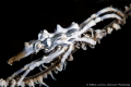 Xeno crab on whip coral Xeno crab on whip coral