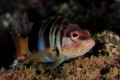 Serranus scriba Serranus scriba