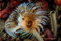 Bispira volutacornis Bispira volutacornis
