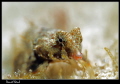 Close up of a dragonet D Close up of a dragonet D