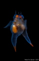 A Pair of Clione limacina Sea Angels A Pair of Clione limacina Sea Angels