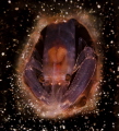 Alien in time capsule hurtling to earth Alien in time capsule hurtling to earth