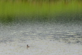 Home of the crested grebe Home of the crested grebe