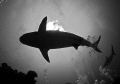 Sharks Sharks