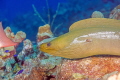 6 foot green moray. 6 foot green moray.