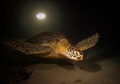 night turtle night turtle