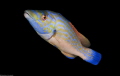 Labrus mixtus Labrus mixtus