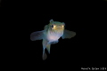 Juvenile Perch Juvenile Perch
