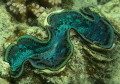 clam 1 clam 1