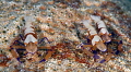 nikon d800e 105 micro Lembeh strait nikon d800e 105 micro Lembeh strait