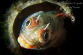 Blenny in home Acapulco Mexico Blenny in home Acapulco Mexico