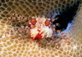 Pom pon crab
Nikon D800 E 105 macro
Gangga island Pom pon crab
Nikon D800 E 105 macro
Gangga island