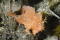 Tiny frogfish.....needs his nails clipping Tiny frogfish.....needs his nails clipping