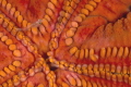 Close to the hole/ Micro shrimp approaching a sea star oral opening Close to the hole/ Micro shrimp approaching a sea star oral opening