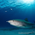 Tiger shark with shadow feeding little jacks Tiger shark with shadow feeding little jacks