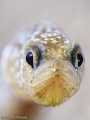 Yellow Garden Eel Yellow Garden Eel