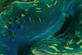 clam abstract clam abstract
