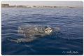 Red Sea egypt Red Sea egypt